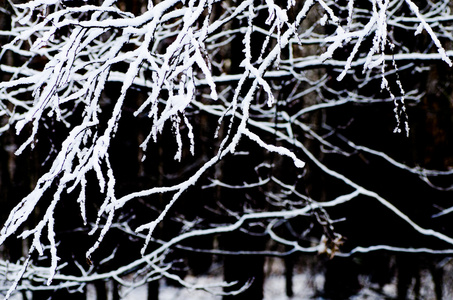 雪覆盖着的树枝