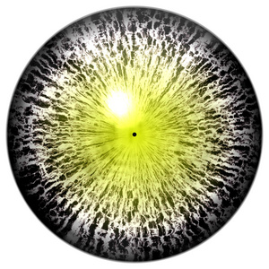 动物的眼睛,用大的彩色虹膜,眼灯泡到详细信息视图照片