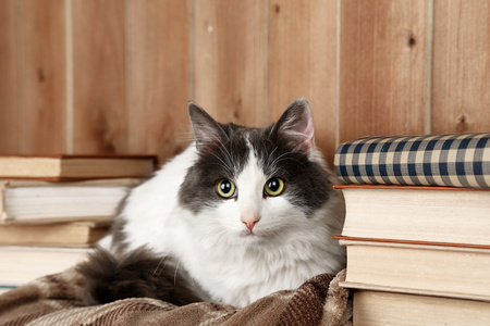 可爱的猫咪躺在格子上，书籍
