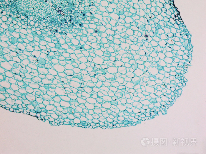 蚕豆根纵切结构图手绘图片