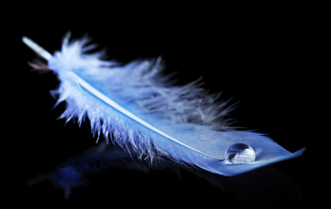 水软笔美丽的羽毛与水滴照片