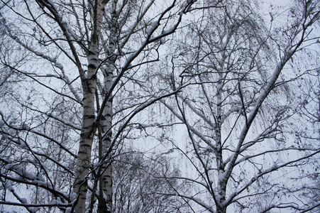冬季桦木
