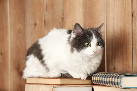 可爱的猫咪坐在书上