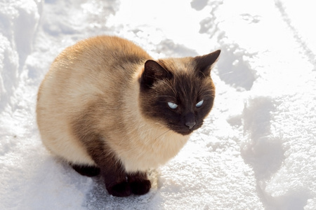 在雪地上的猫