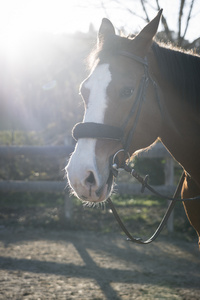 马的画像在阳光下