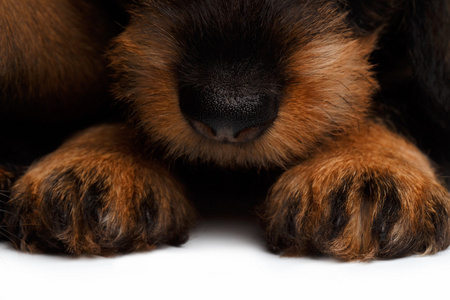 鼻子和爪子腊肠犬幼犬