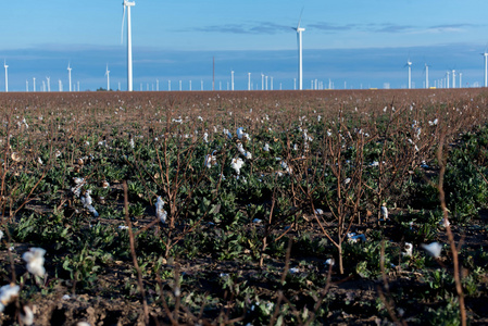 可再生能源   风力涡轮机的棉花田