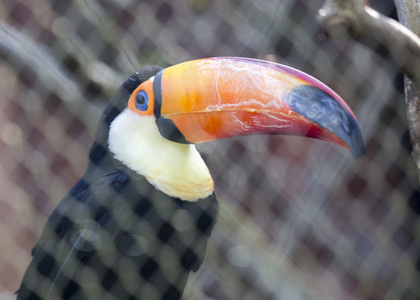 toco 巨嘴鸟