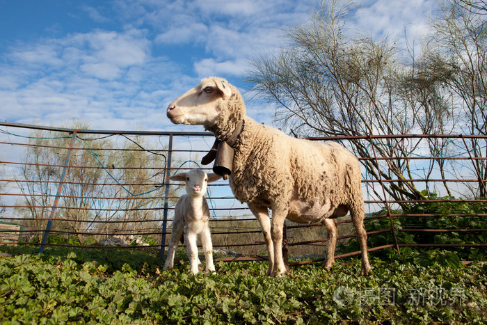 小羊和她母亲的羊