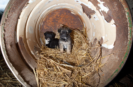 矢量卡通特写插图一只猫在罐子里图狗骨头在罐子里和木制柜台上.