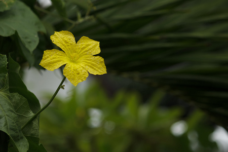 西葫芦花