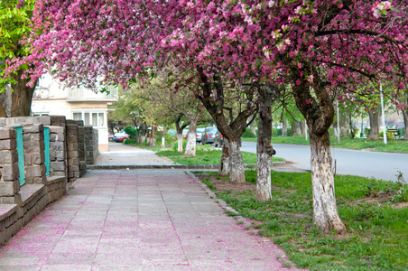 Sakura blossom樱花盛开