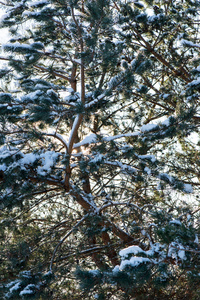 冬天的树木在寒冷中覆盖着雪