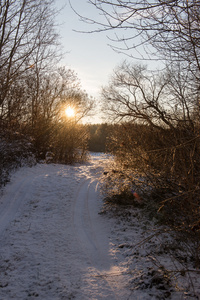 美丽的雪冬天景观