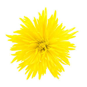 漂亮的黄色花