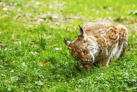 欧亚猞猁