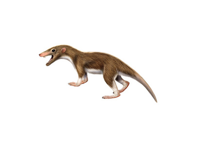 古哺乳动物 Megazostrodon