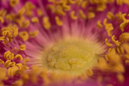 玫瑰花卉特写