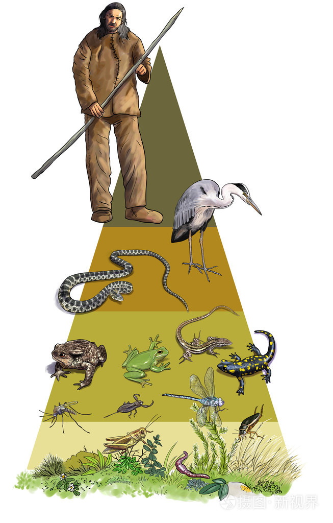 生态金字塔两栖动物和reptils