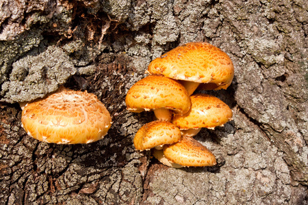 一棵树上的黄蘑菇