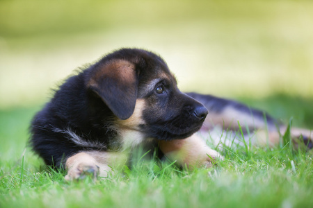 德国牧羊犬宝宝