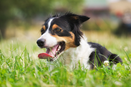 在草丛中的边境牧羊犬