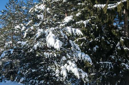 冬季针叶树图片