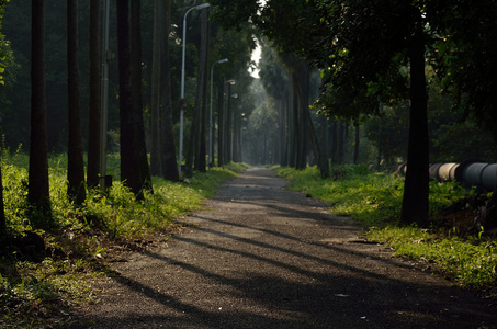 通过深林路