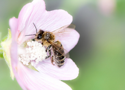 蜜蜂采集花粉图片