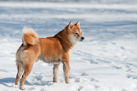 在雪上的脏 shiba inu 狗