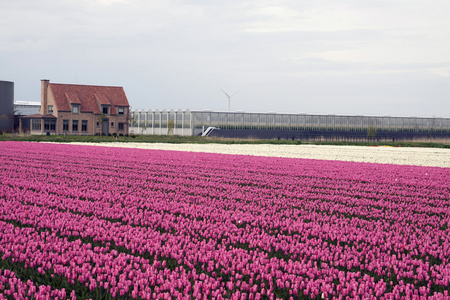 荷兰春天图片