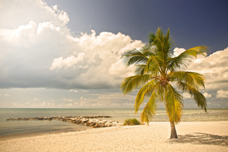 在佛罗里达州迈阿密棕榈树与热带海滩