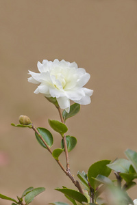 茶花的花语Chinases 茶花的花语