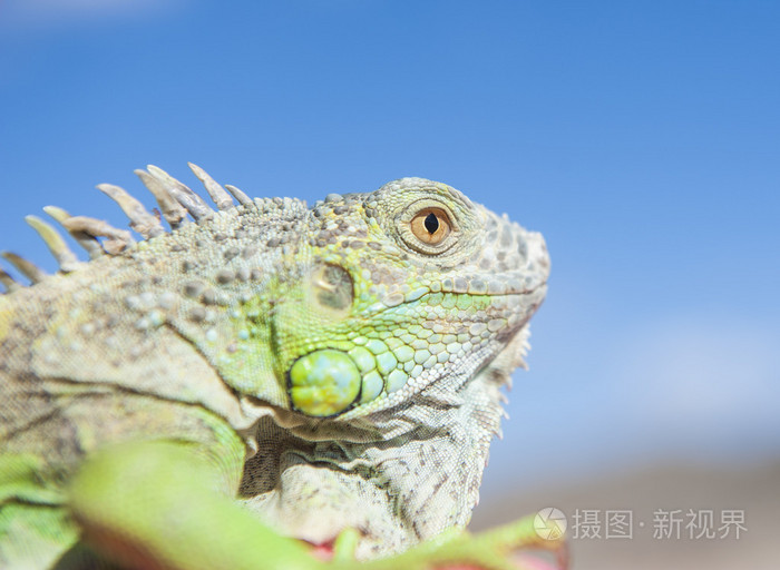 蓝色的天空的变色龙的头