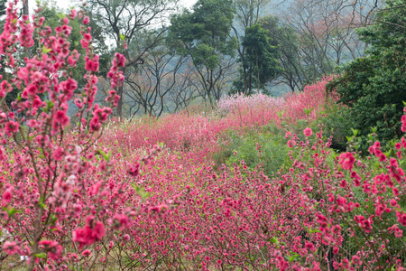 桃花