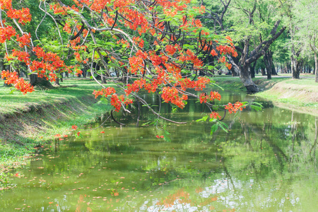 这条河上开红色花的艳丽树的枝头上