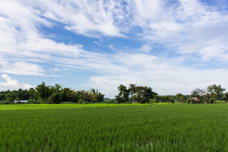 绿色稻田与泰国的美丽天空
