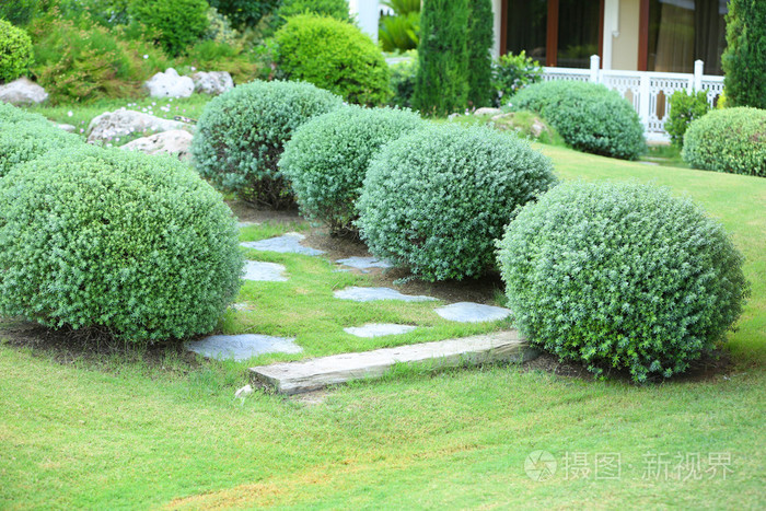花园里的美丽茂盛灌木丛