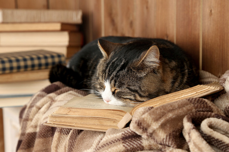 猫躺着本书
