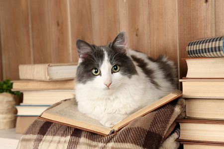 猫躺着本书