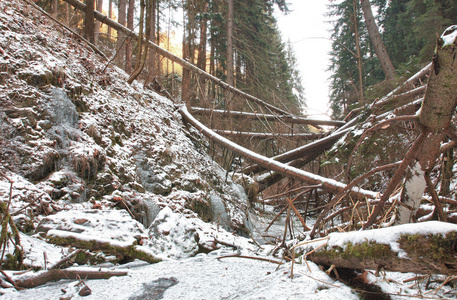 强风暴过后, 山谷中倒下的树木被破坏
