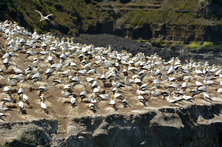 穆里怀 gannet 殖民地新西兰