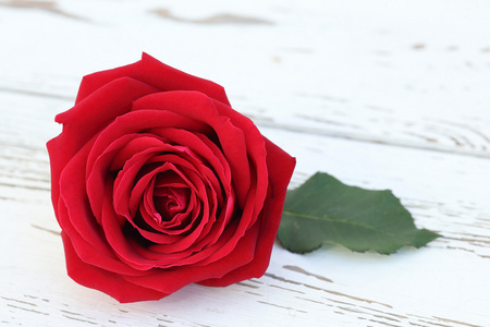 木材白色背景上的红色玫瑰花朵