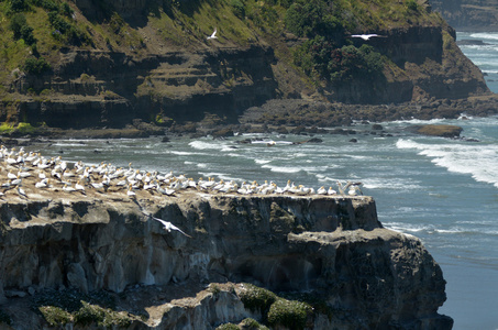 穆里怀 gannet 殖民地新西兰