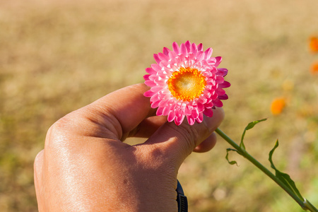 稻草花或永恒花在汉图片