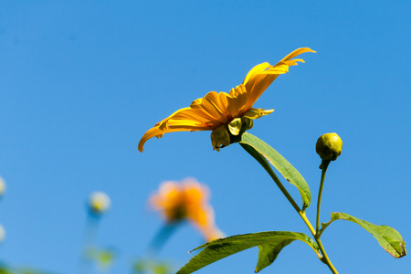 与蜜蜂 墨西哥 tournesol 墨西哥向日葵智慧树万寿菊