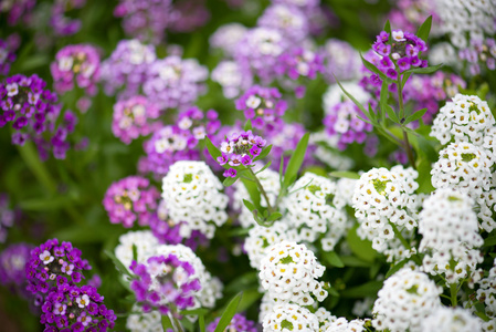 美丽的 Alyssum 花开花