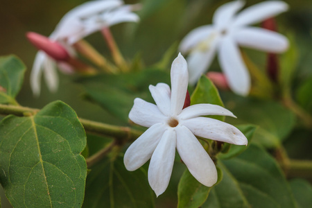 花园里的白茉莉花