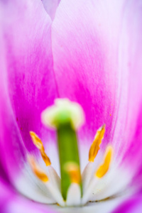 绽放粉色郁金香花的特写