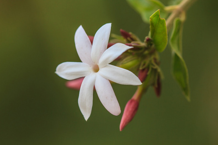 花园里的白茉莉花